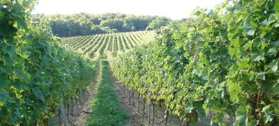 Foto von Weingut Fesel