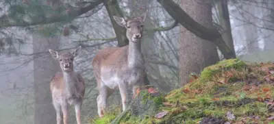 Foto von Wildpark Schwarze Berge
