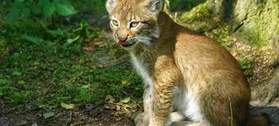 Foto von Wildpark Schwarze Berge