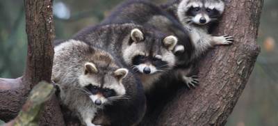 Foto von Teamausflug in den Wildpark Schwarze Berge