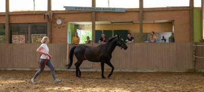 Foto von Talk to the horse! - 1-Tages Teambuilding Workshop