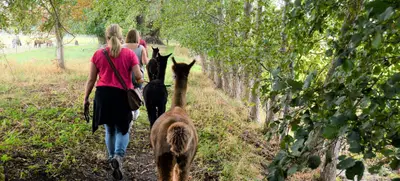 Foto von Kleine Auszeit mit Alpakas