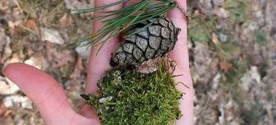 Foto von Waldbaden - Erholung in der Natur