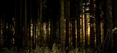 Foto von Fackelwanderung durch den Wieter-Wald