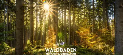 Foto von Waldbaden München - deine Auszeit im Wald