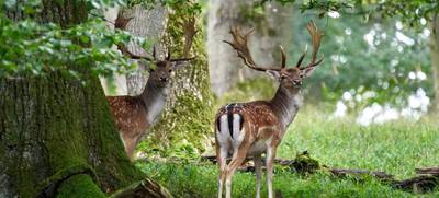Foto von Pirschen im Wildpark Duttenstein