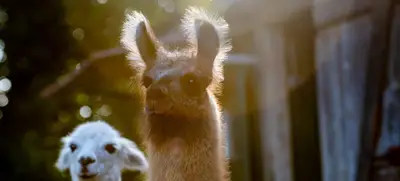 Foto von Pointnerhof Alpakas & Lamas