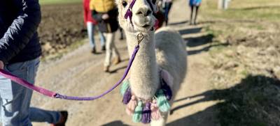 Foto von Pointnerhof Alpakas & Lamas