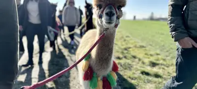 Foto von Flauschige Gauditour mit Alpakas & Lamas
