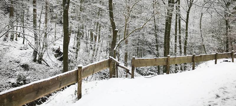 Foto 8 von Weihnachtsfeier im Wald