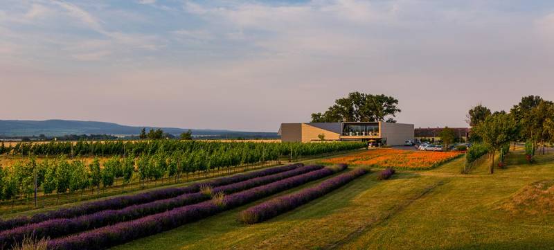 Foto 1 von Weingut Esterházy und Kalandahaus