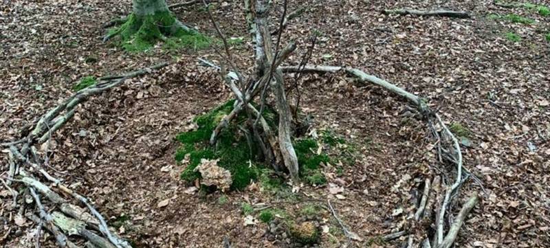 Foto 9 von Waldbaden Berlin - Liebe zum Wald