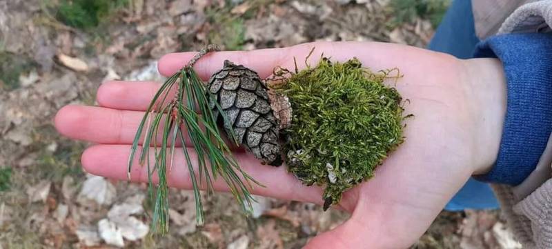 Foto 7 von Waldbaden Berlin - Liebe zum Wald