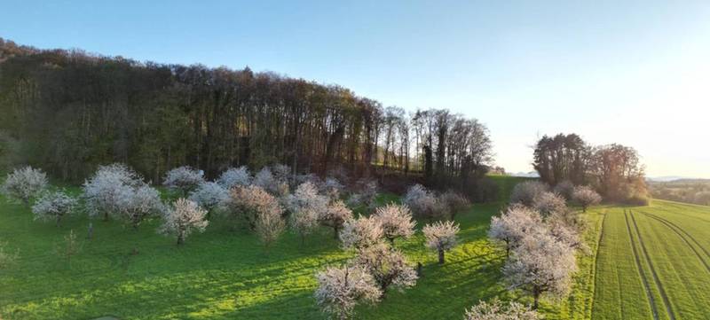 Foto 2 von LILA DISC GOLF