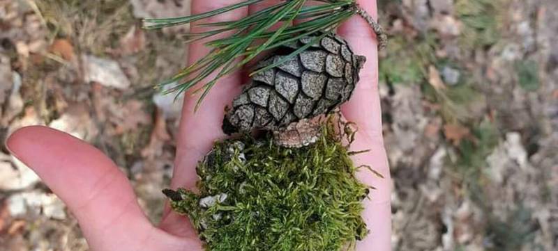 Foto 2 von Waldbaden - Erholung in der Natur
