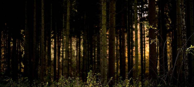 Foto 1 von Fackelwanderung durch den Wieter-Wald