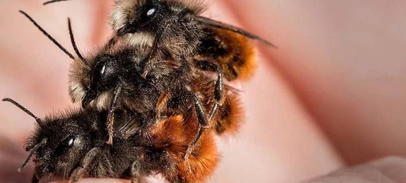 Foto 1 von SAVE THE BEE - wir retten 1 Mio Insekten