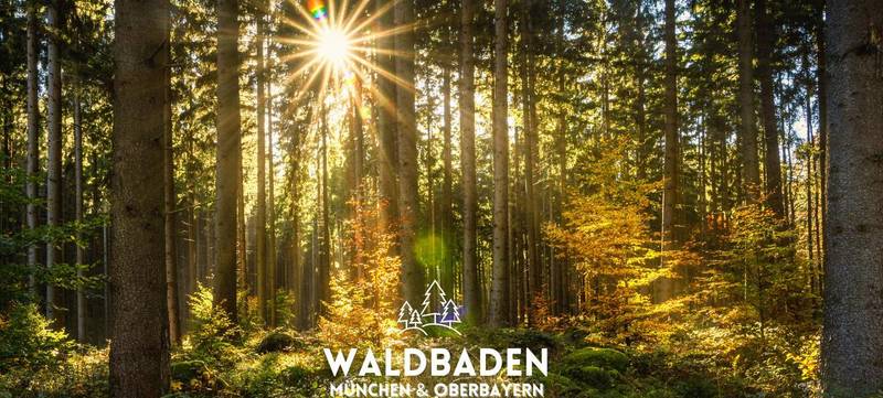Foto 1 von Waldbaden München - deine Auszeit im Wald