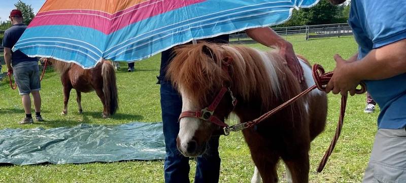 Foto 2 von Longma Pferdegestütztes Teambuilding
