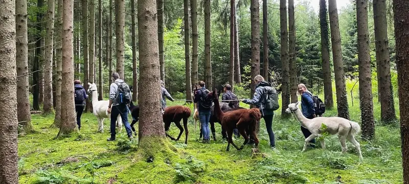 Foto 2 von Pointnerhof Alpakas & Lamas