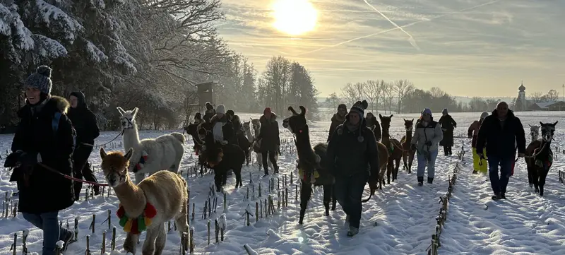 Foto 5 von Pointnerhof Alpakas & Lamas